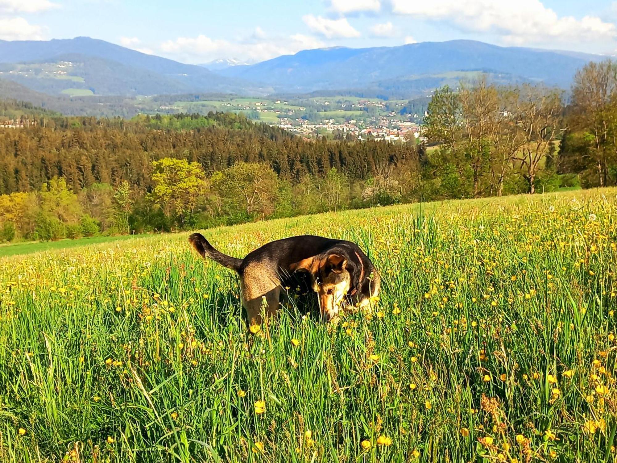 Ferienhaus Kaerntnergmiat Feldkirchen in Kärnten Buitenkant foto